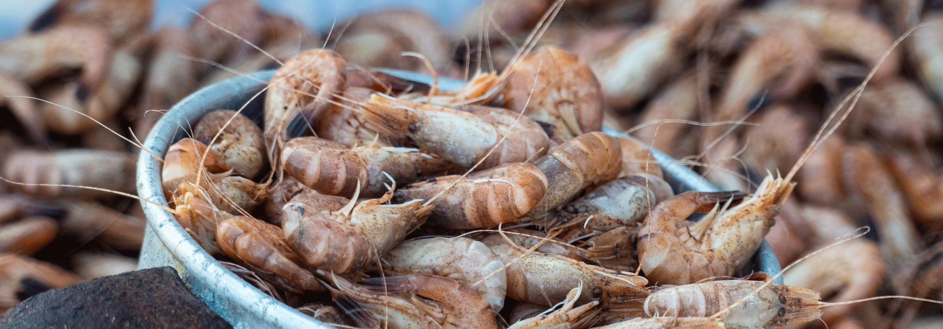 Krabben und Garnelnen Fischleckereinen in Cuxhaven